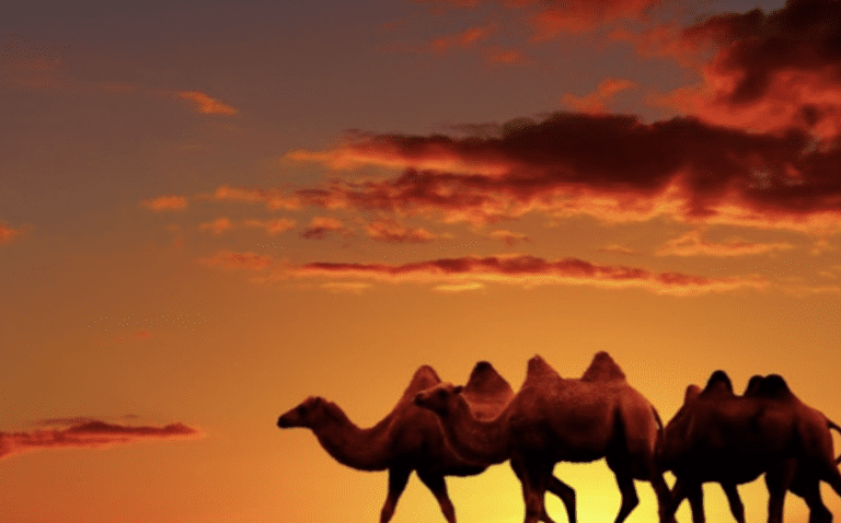 Virtue of the Week – Moderation